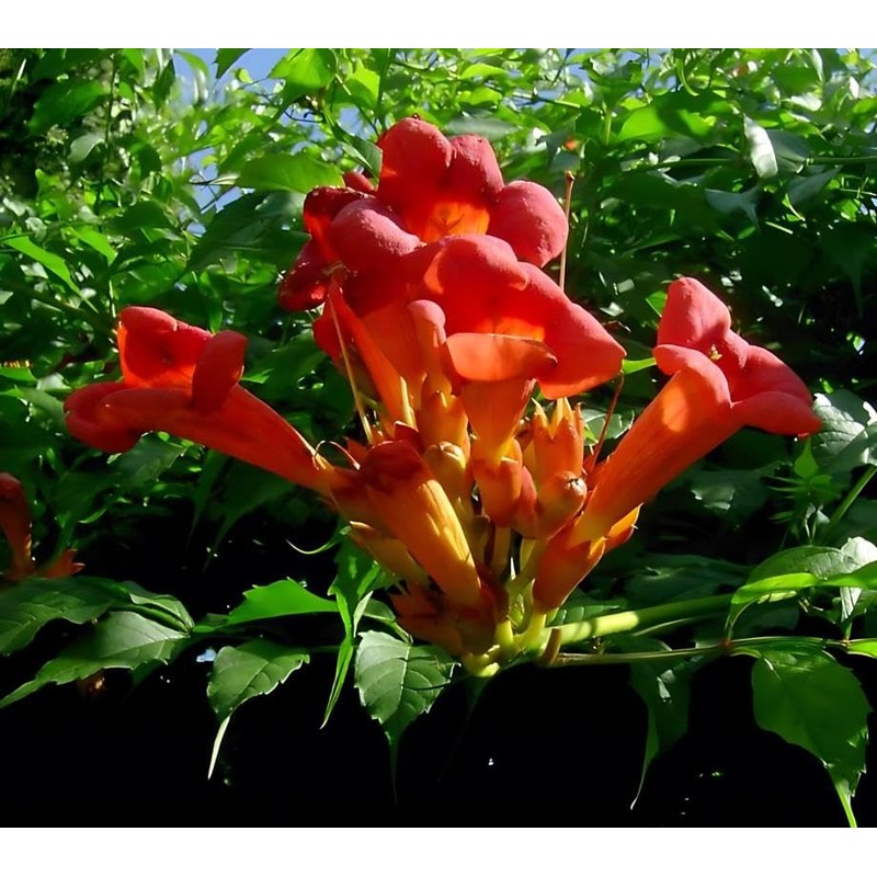Classy Groundcovers, Trumpet Creeper, Cow Itch Vine, Hummingbird Vine, Trumpet