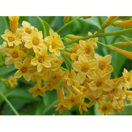 Orange Zest Peel Jasmine Jessamine Live Tropical Cestrum Plant Lightly Fragrant Orange Flower Starter Size 4 Inch Pot Emerald TM