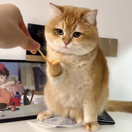 GonWings Creative pet cat Toy Gloves,Funny cat Toy,Cute and Elastic,Scissor Hand,Interact with Cats(6 Pieces), yellow