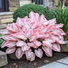 200+ Hosta Seeds Heart-Shaped Hosta Bare Roots - Rich Foliage,