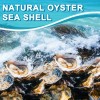 20pcs Large Natural Oyster Shells Flat Oyster Shells for Crafts