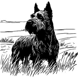 'Scottish Terrier' Rubber Stamp - Unmounted Design for Crafting & Scrapbooking, A8 (RS00051326)