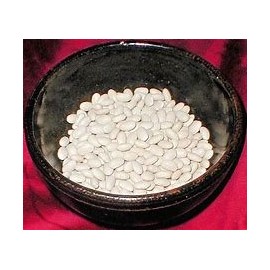 Bean Navy Great Heirloom Garden Vegetable by Seed Kingdom Bulk 1 Lb Seeds