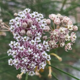 Asclepias Fascicularis Seeds Narrowleaf Milkweed, Narrow-Leaf Milkweed Flowering Perennial Attracts Butterflies Deer Resistant Border Outdoor 25Pcs Flower Seeds by YEGAOL Garden