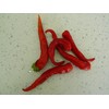 Kashmiri Mirch Chilli Seeds - 10 Fresh Seeds - Great