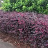 Loropetalum Ruby | 2 Extra Large 3 Gallon Plants |