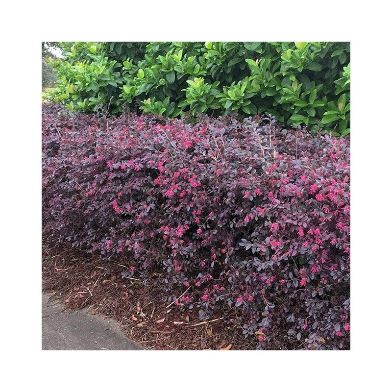 Loropetalum Ruby | 2 Extra Large 3 Gallon Plants |