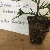 Unbranded 25 Green Giant trees 2.5" pot Arborvitae Thuja plicata