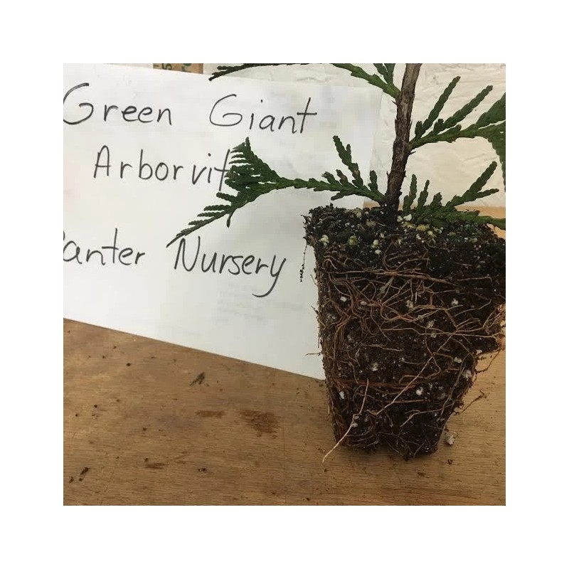 Unbranded 25 Green Giant trees 2.5" pot Arborvitae Thuja plicata