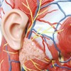 EVOTECH Human Half Head Superficial Neurovascular Model with Musculature, Life