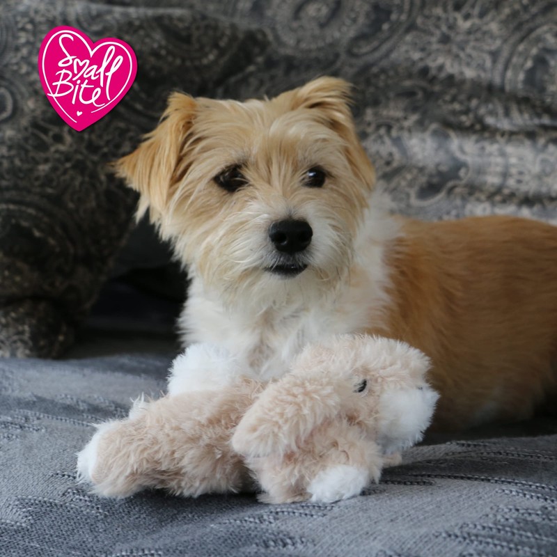 Ancol Small Bite Rabbit Plush Dog Toy, Pack of 1