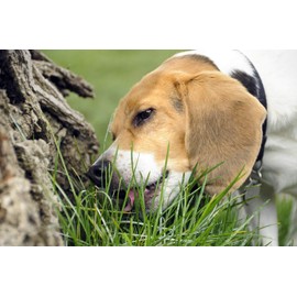FUN AND GROW SEEDS: Seeds Dog Grass Fescue Non GMO Heirloom 1500 Seeds