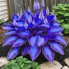 200+ Hosta Seeds Heart-Shaped Hosta Bare Roots - Rich Foliage,