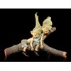 Pixie Goblin Figures Sleeping on Branch, Gnome Dwarfs