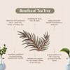 Tea Tree (Australia) Essential Oil - 16 fl oz (473