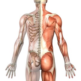 Greenfood Vitamin D3, 4000 IU, high dose, 180 capsules - good for bones, teeth and immune system. No artificial additives. No genetic engineering.