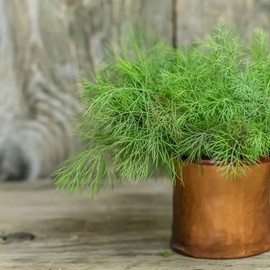 Dill Seeds - Compatto - 1 Ounce - Herb Seeds, Open Pollinated Seed Attracts Bees, Attracts Butterflies, Attracts Pollinators, Easy to Grow & Maintain, Edible, Fast Growing, Fragrant, Container