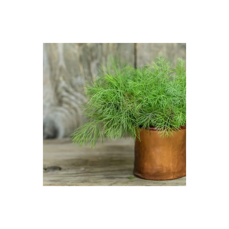 Dill Seeds - Compatto - 1 Ounce - Herb Seeds,