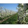 Azienda Agricola Prunotto Mariangela- Antipasto Piemontese 300 gr