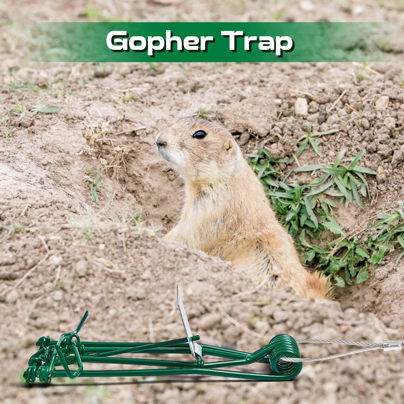 Qualirey 4 Pcs Gopher Trap with Chain Mole Vole Trap