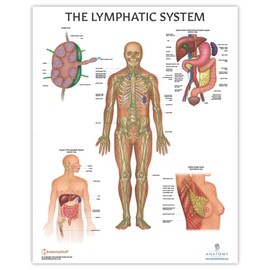 2 PACK Muscular System and Lymphatic System Human Anatomy Poster Set, LAMINATED, Anatomy and Physiology, 17.3 x 22.5 Inches, Body System Diagram, Anatomical Charts for Education Learning and Students