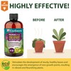 Gardenera Premium Liquid Jade Fertilizer - 3-1-2 Concentrate for Indoor