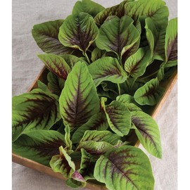 David's Garden Seeds Leafy Greens Red Leaf Vegetable Amaranth 200 Non-GMO, Heirloom Seeds