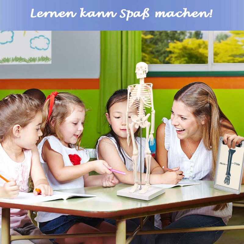 Mini Human Skeleton Model for Anatomy, 17.7 Inches (45 cm)