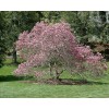 Tree Ann Magnolia Tree/Shrub - 6-12" Tall Live Plant -