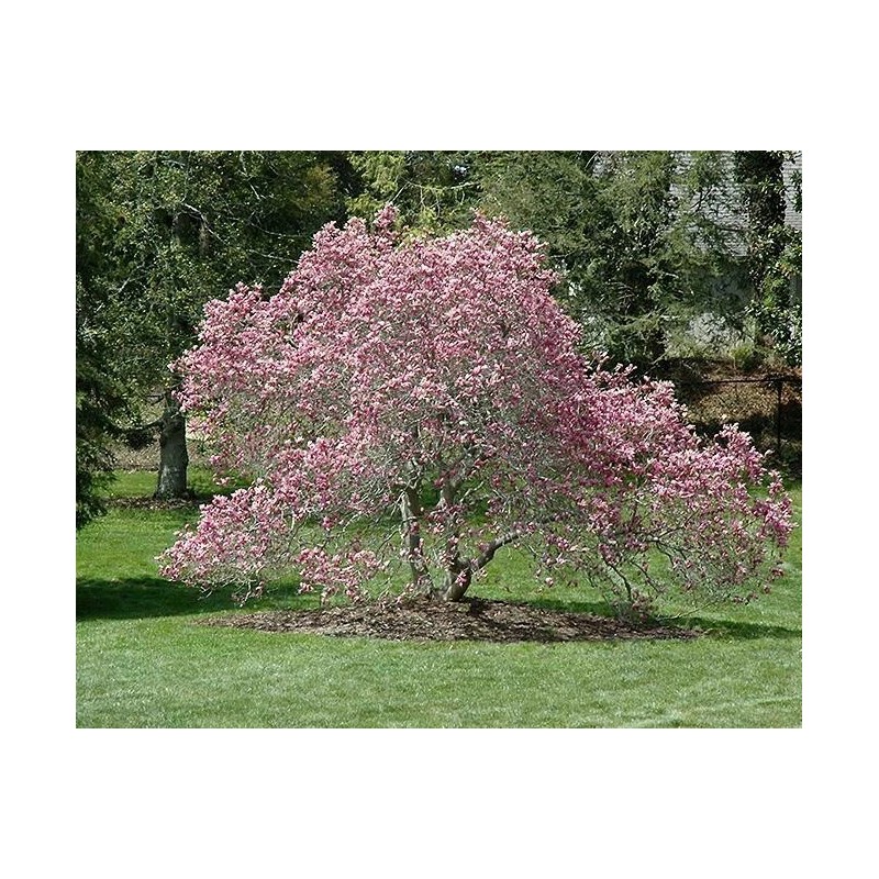 Tree Ann Magnolia Tree/Shrub - 6-12" Tall Live Plant -