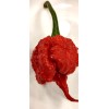 Fresh Carolina Reaper seeds | World Record Holder | SUPER-HOT