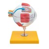Elementary Anatomy Budget 6 Piece Human Eye Anatomy Model with