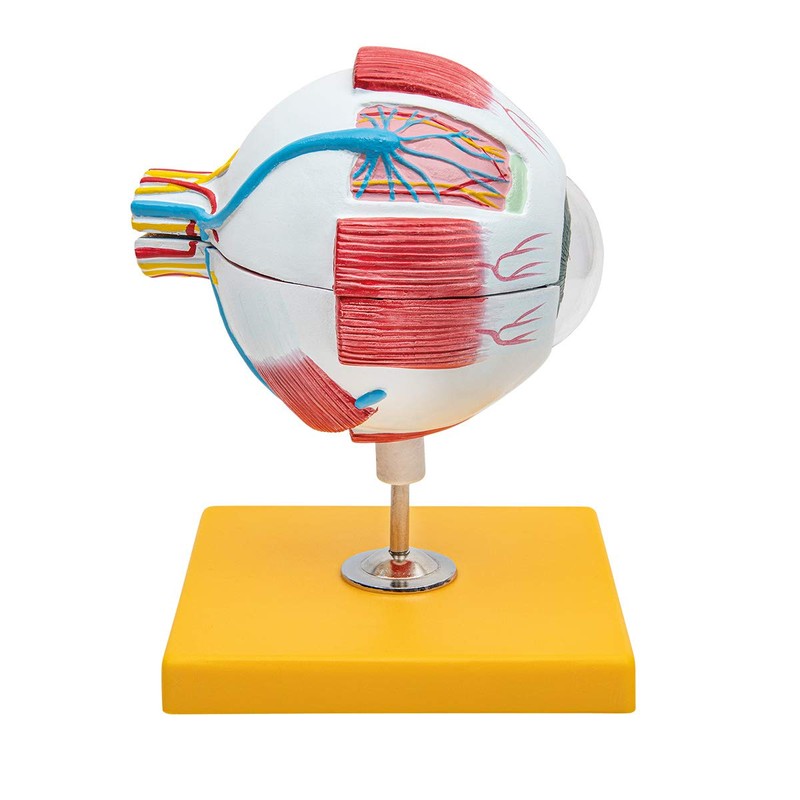 Elementary Anatomy Budget 6 Piece Human Eye Anatomy Model with