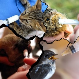 Fanshiontide Pack of 5 Syringes 20 ml Feeding Syringe Plastic Syringe for Newborn Animal Feeding, Measuring Fluid, Masquerade Props, Watering