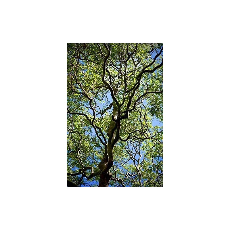 CZ Grain 2 Corkscrew Willow Trees - Live Tree Cuttings