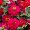 Outsidepride Zinnia Profusion Double Hot Cherry Flower Seeds - 25