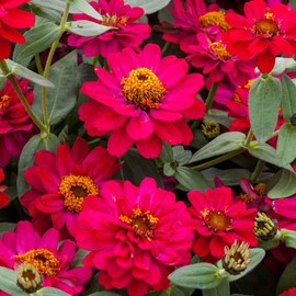 Outsidepride Zinnia Profusion Double Hot Cherry Flower Seeds - 25 Seeds