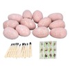 12 Set Dinosaur Egg Dig Kit Dinosaur Egg Excavation Kit
