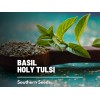 Fresh Basil, Kapoor Holy Tulsi - 250 Seeds, Heirloom Herb