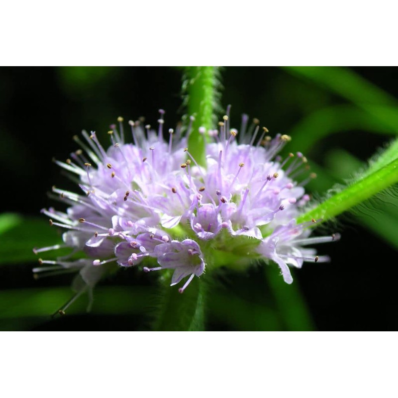Apple Mint Mentha Rotundifolia Mint Bowle's 1000+ Seeds for Planting