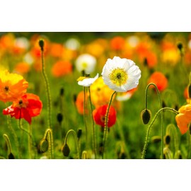 Isla's garden seeds Iceland Poppy Seeds Flower Mix, 3000 Heirloom Flower Seeds Per Packet, Non GMO Seeds, Botanical Name: Papaver nudicaule, Isla's Garden Seeds