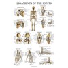 Palace Learning 4 Pack - Anatomical Poster Set - Laminated