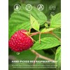 TeeLux Raspberry Leaf Tea Bags 60 Count, Pure Natural Raspberry