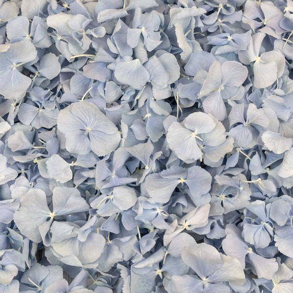 Petals and Roses Freeze Dried Hydrangea Petal Confetti | Natural