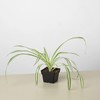 Spider Plant Reverse - Size: 4" Pot