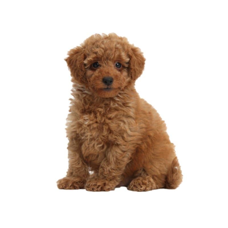 Set Of 4 Toy Poodle Dog Brown Family Pet synthetic