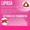 Creatina Monohidratada + Quemador Reductivo Con Lipoenzimas Sabor Sin Sabor