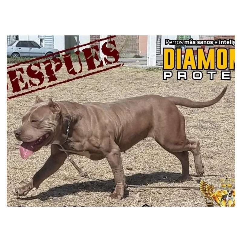 Proteina Para Perro Diamond Protein Y Pure Gold (combo)