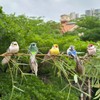 LWINGFLYER Artificial Birds Decoration Colourful Bird with clips for Crafts