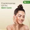 Salvia Salvia Frankincense (Boswellia) Oil - 8.45 Fl Oz (250ml)